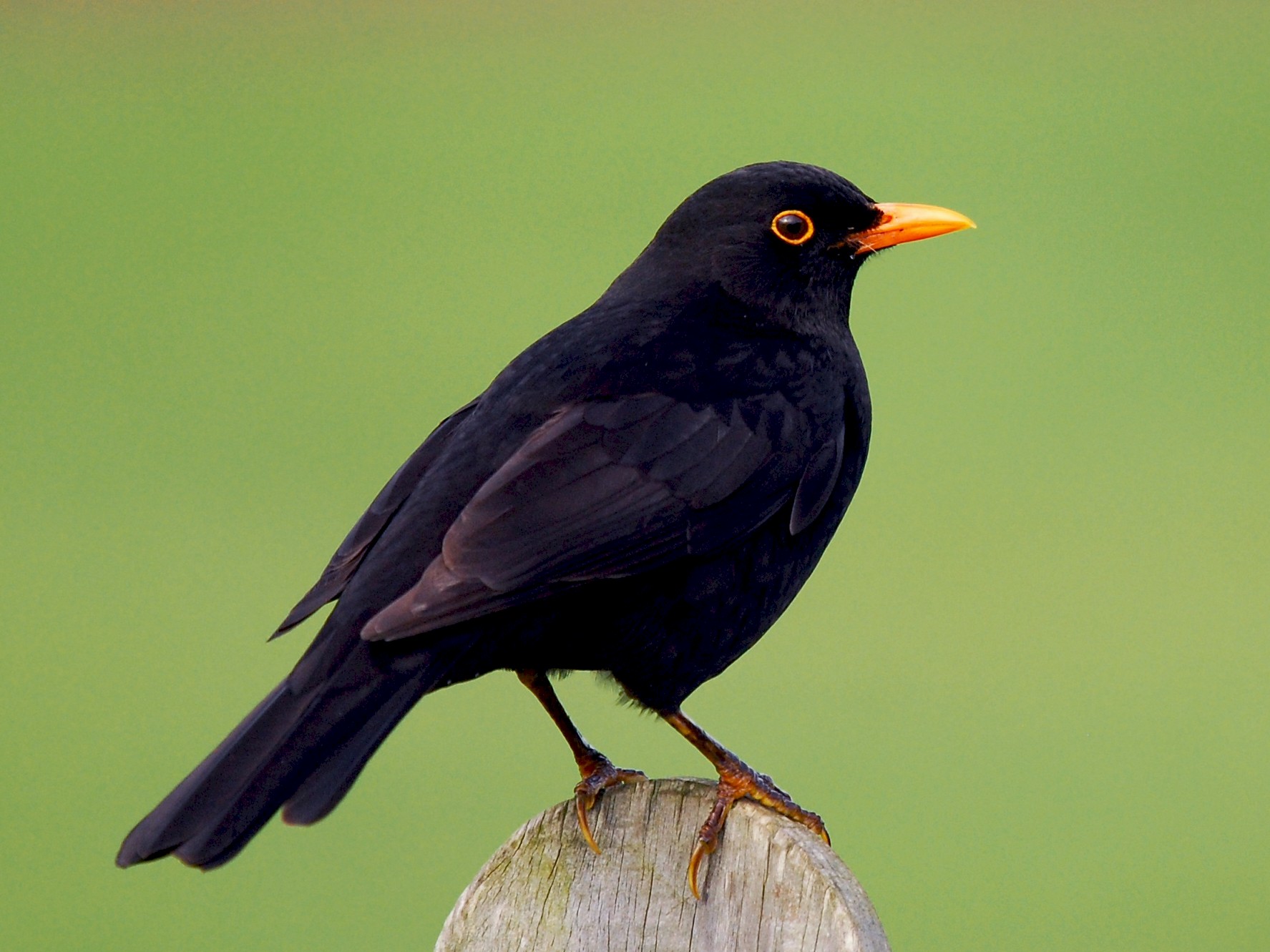 Amsel