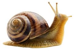 Schnecke